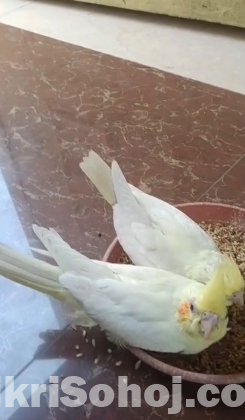 1pair lutino cocateil ( tame size)